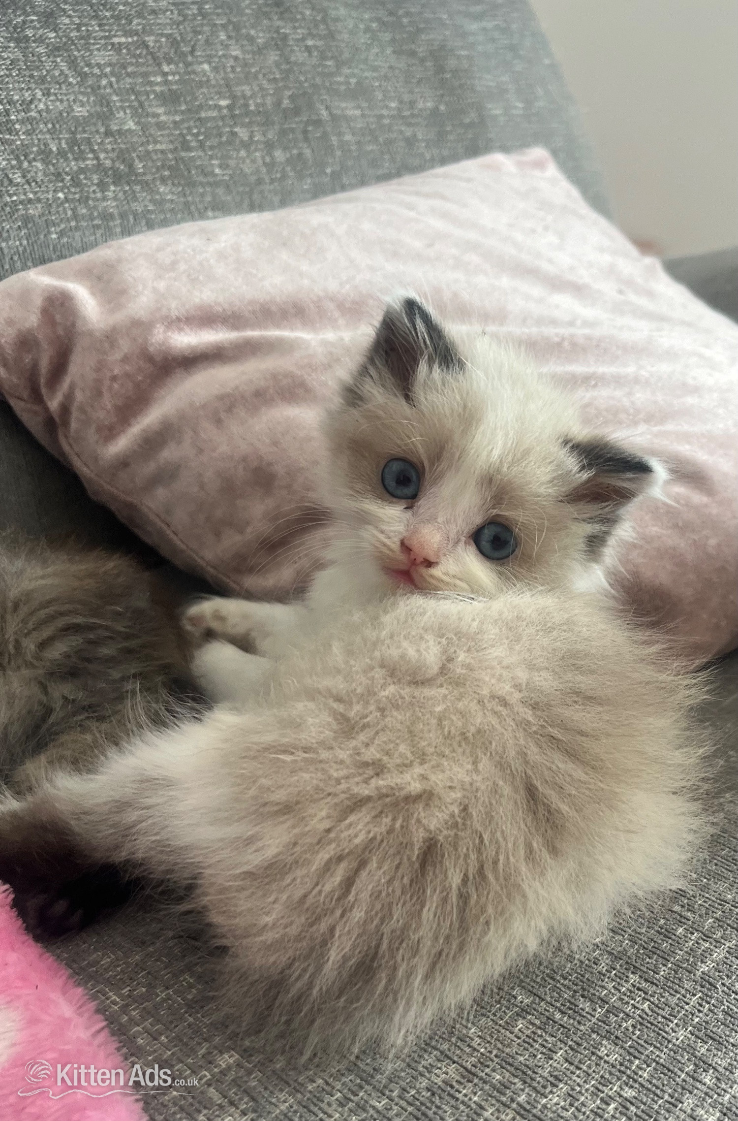 Ragdoll Cats and Kittens
