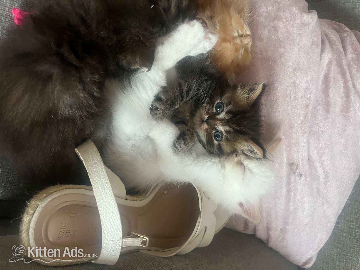 Ragdoll - Stunning ragdoll kittens