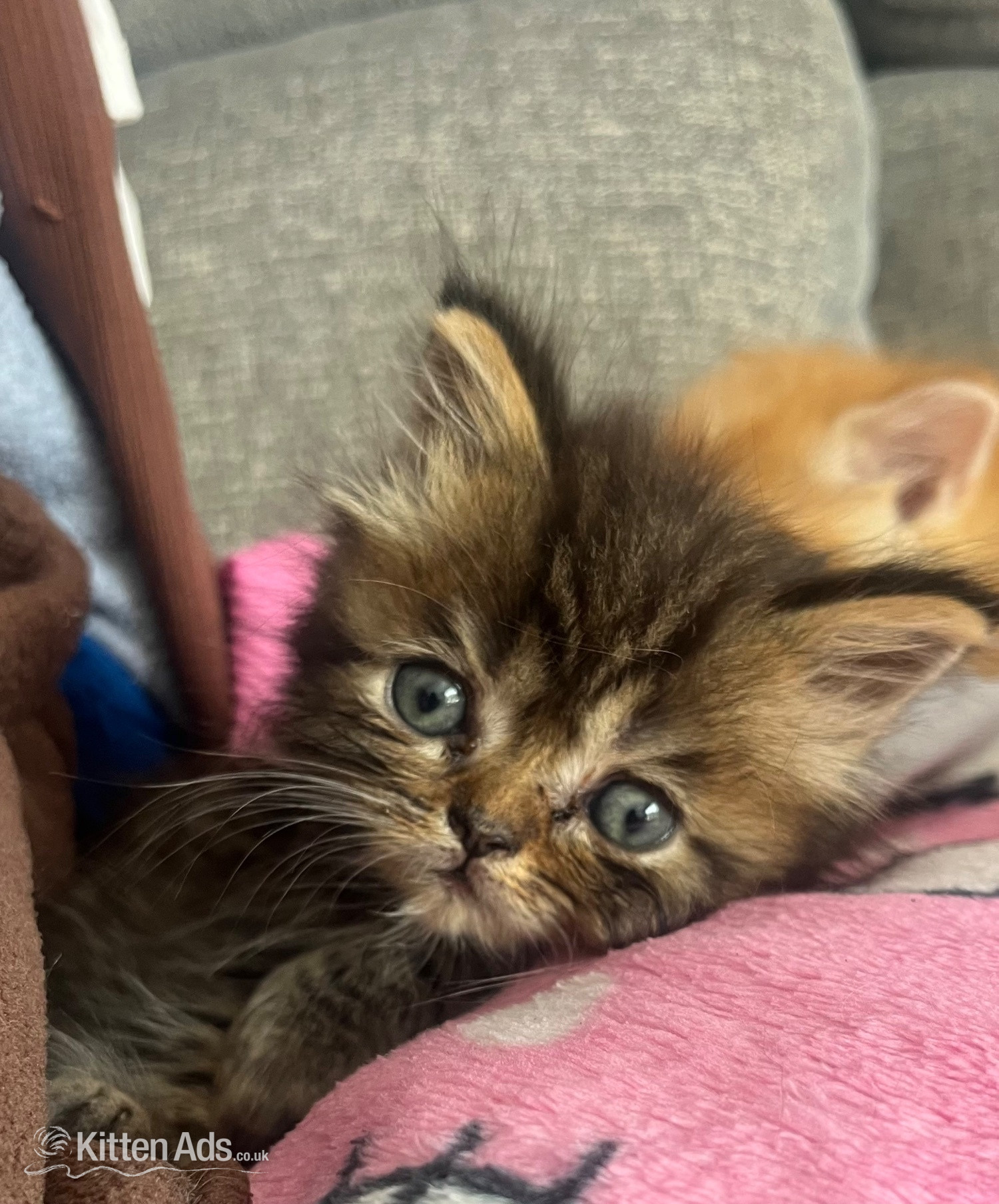 Stunning ragdoll kittens - Ragdoll