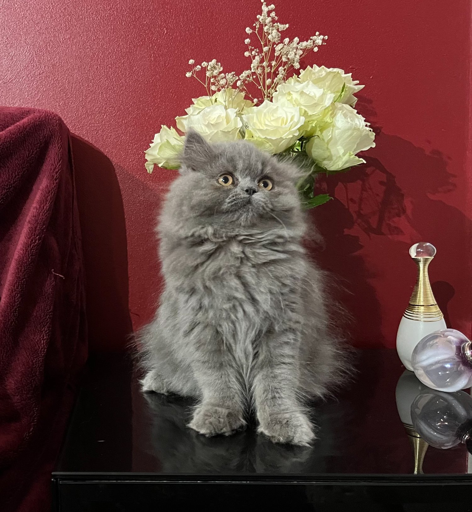 Persian Cats and Kittens