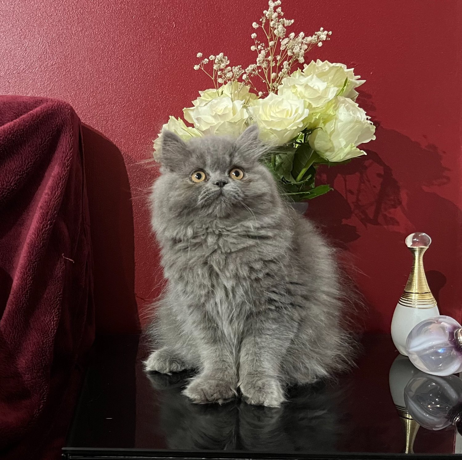 Persian - Stunning Blue Persian Girl , fully vaccinated Ready 8th October 
