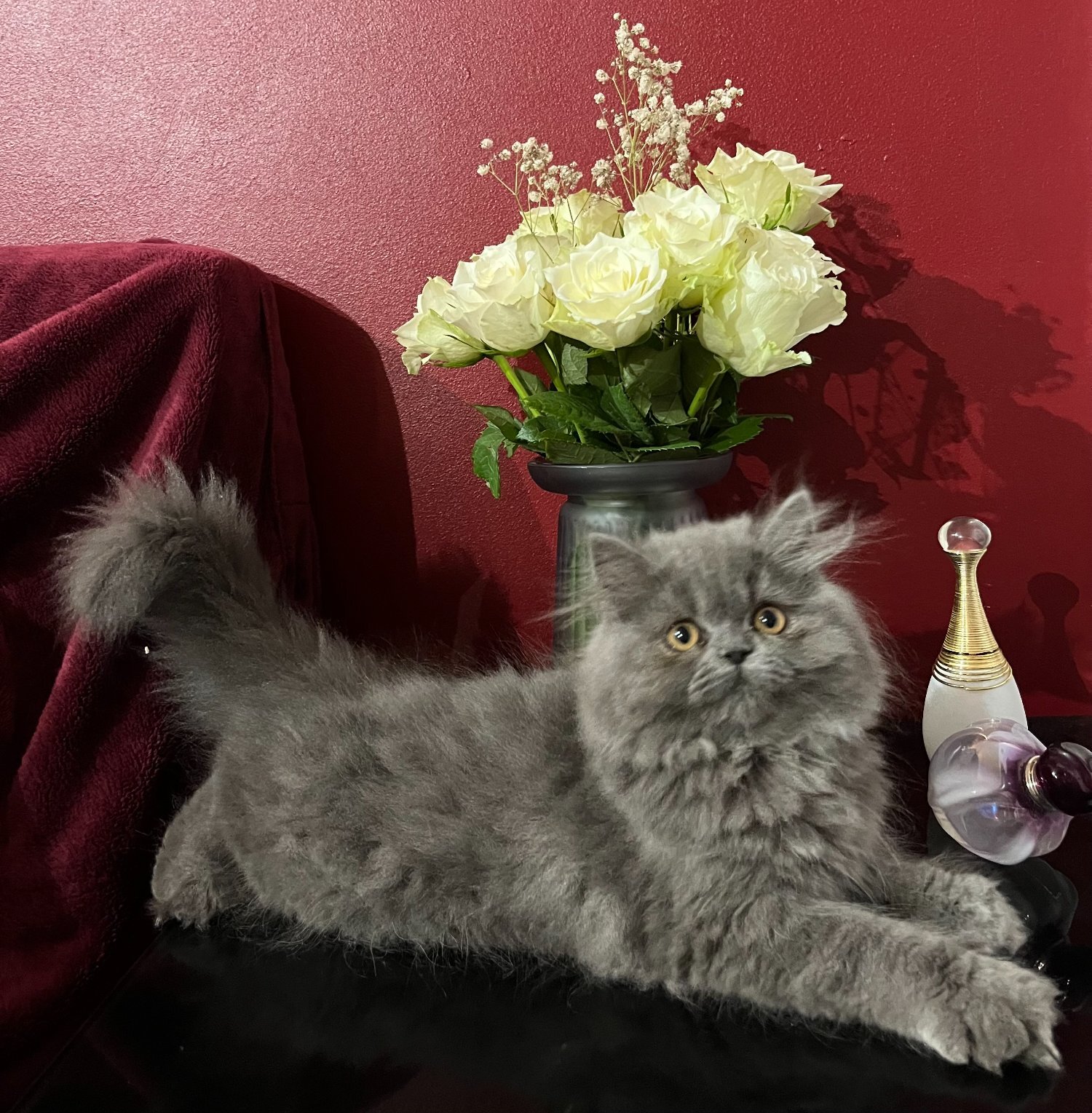 Stunning Blue Persian Girl , fully vaccinated Ready 8th October  - Persian