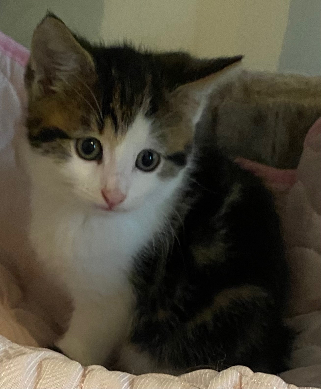  Cats and Kittens
