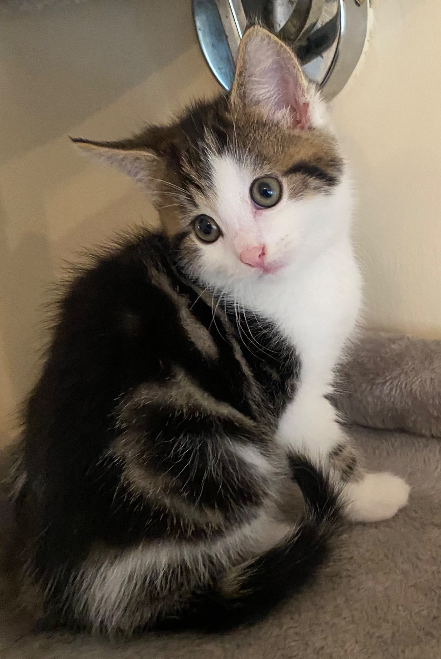  - Kittens for sale