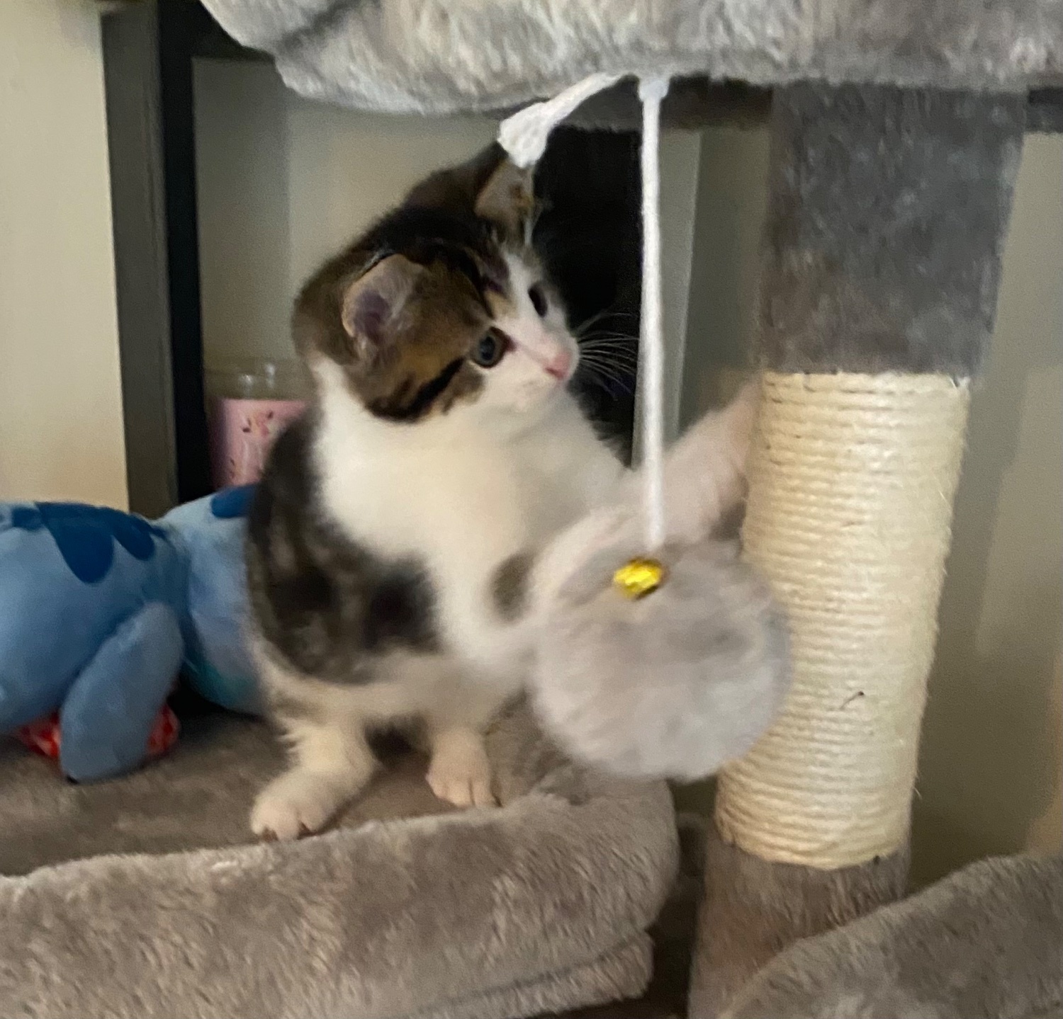 Kittens for sale - 