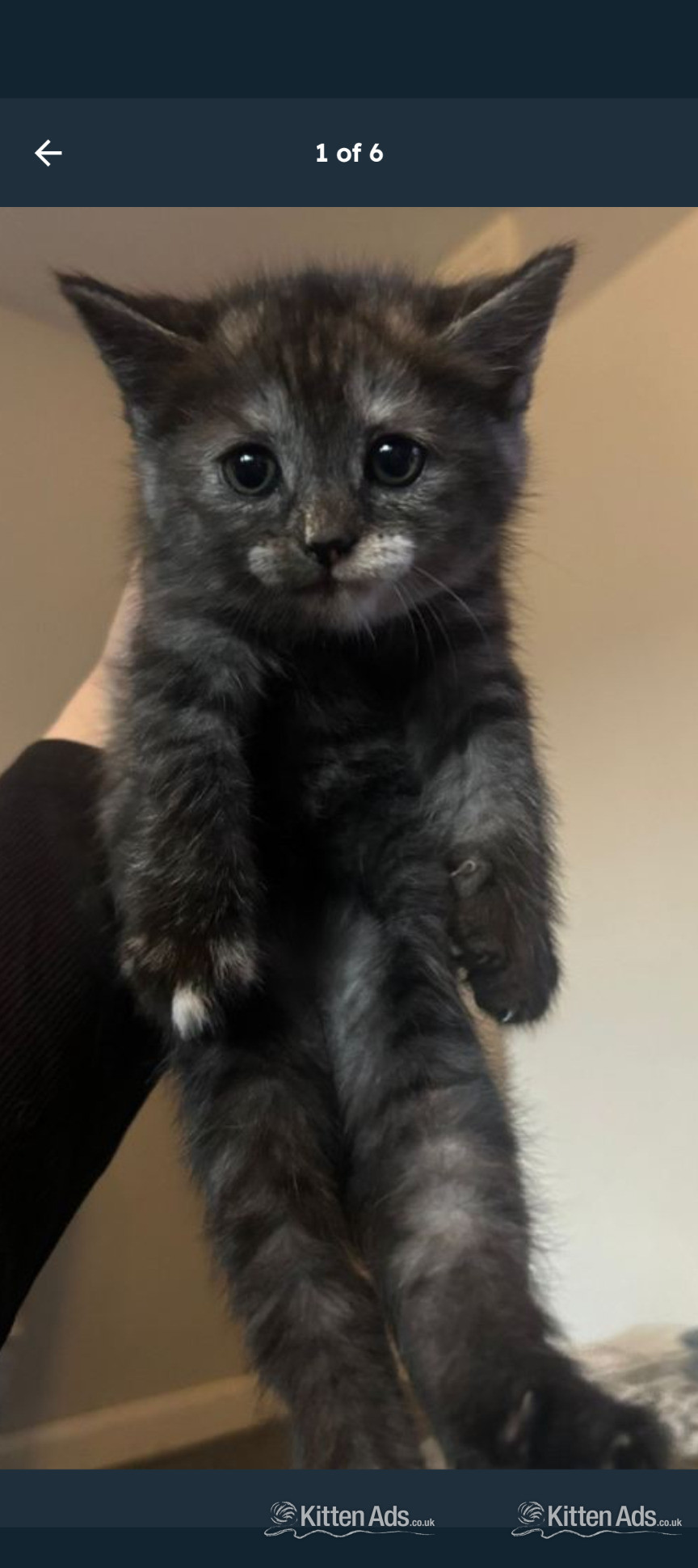 Persian kitten for sale in {LOCATION}
