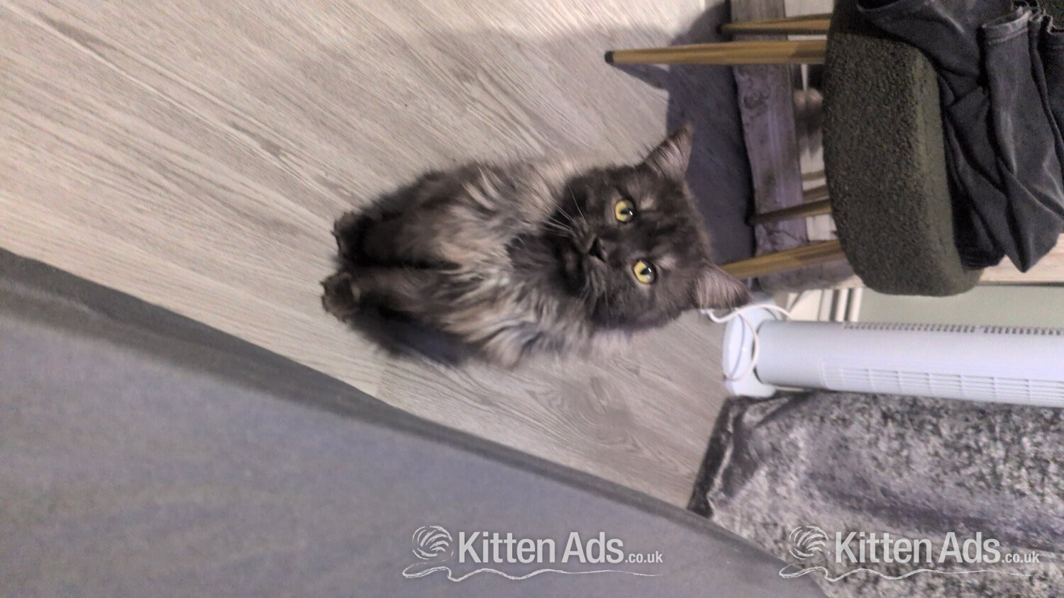  Cats and Kittens