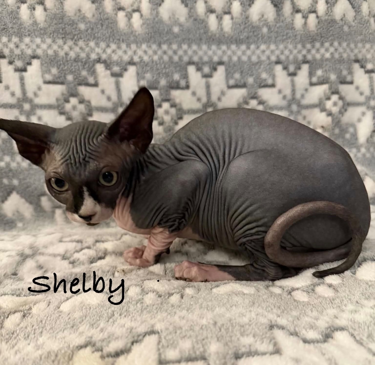  - ? TICA REGISTERED SPHYNX KITTENS ? £1400 O.N.O ?