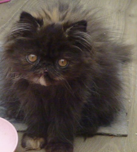  Cats and Kittens