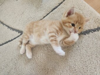 Beautiful kitten looking for loving home