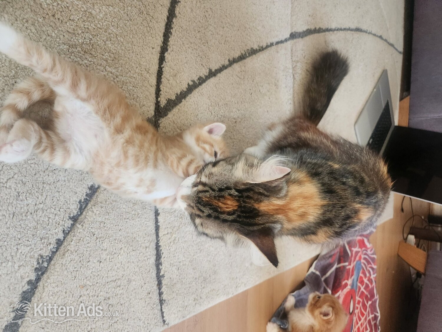  Cats and Kittens