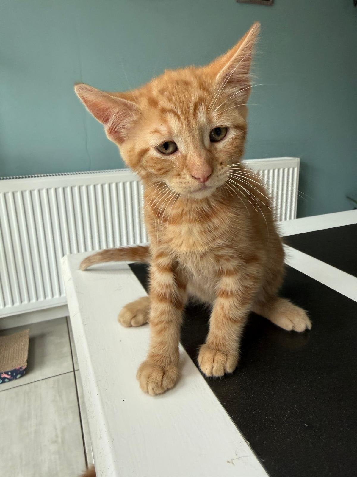 Beaitiful lomg hair kittens  - 