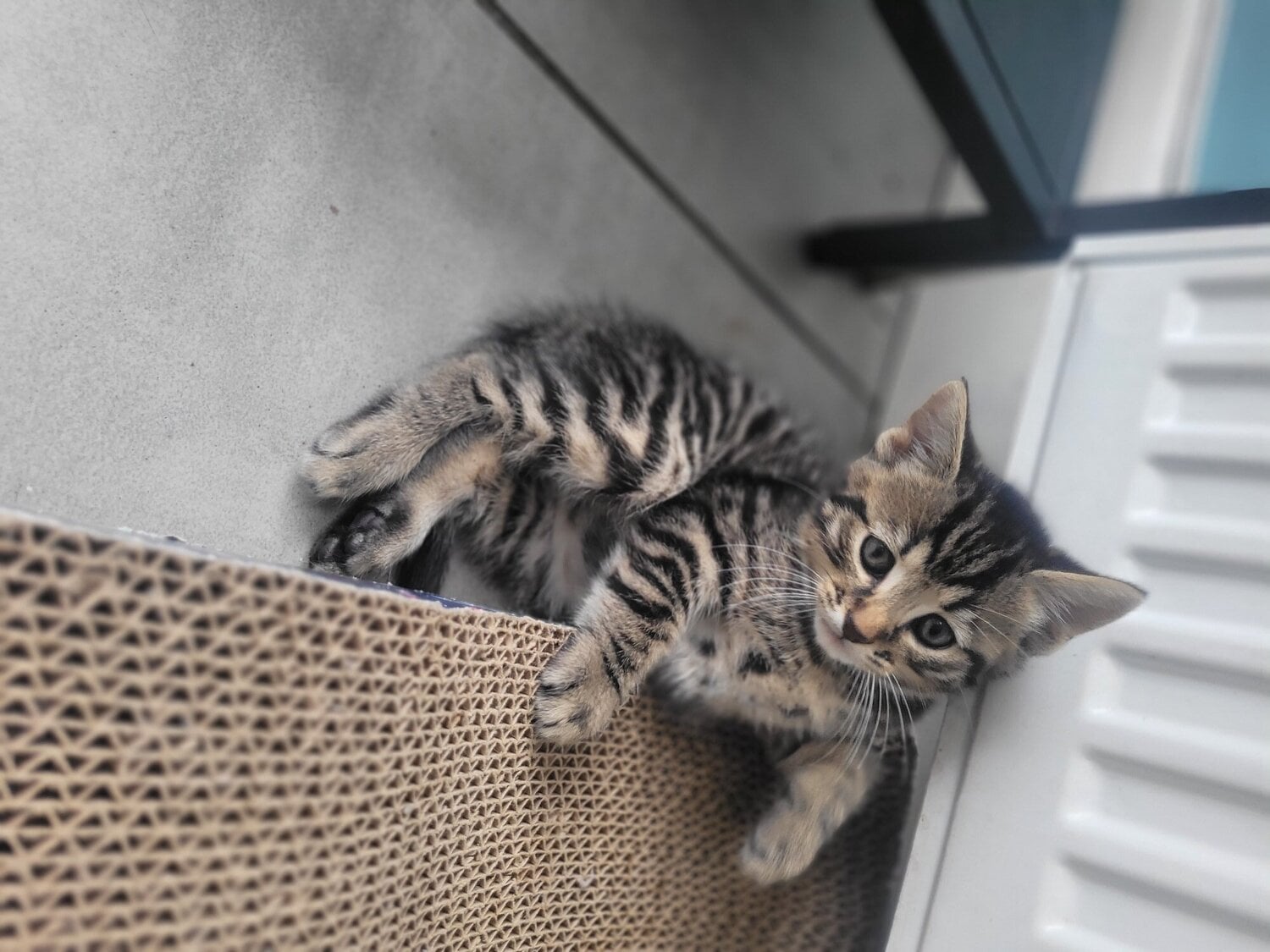  Cats and Kittens