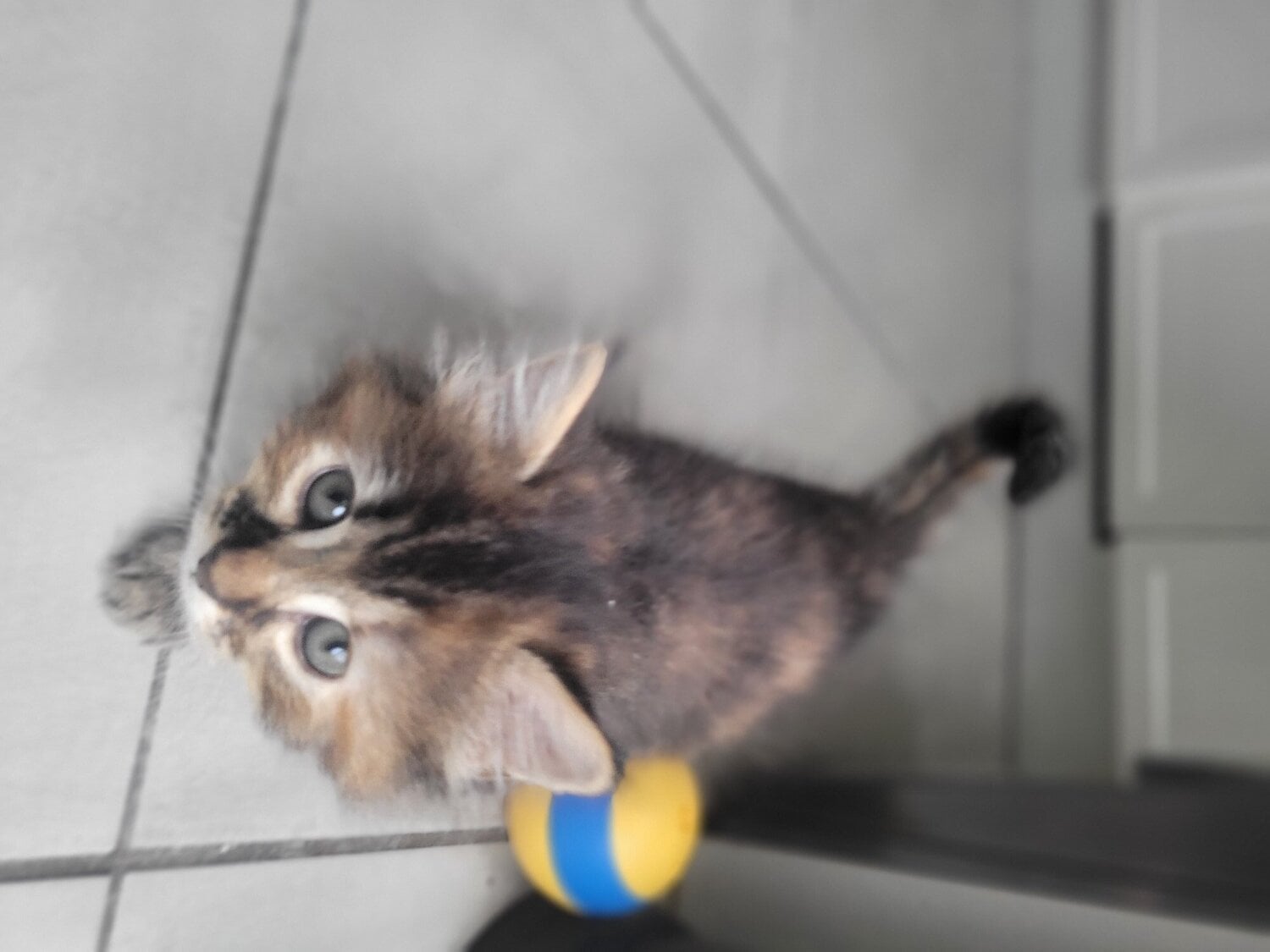  - Beaitiful lomg hair kittens 