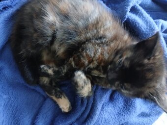 8 week baby girl kitten