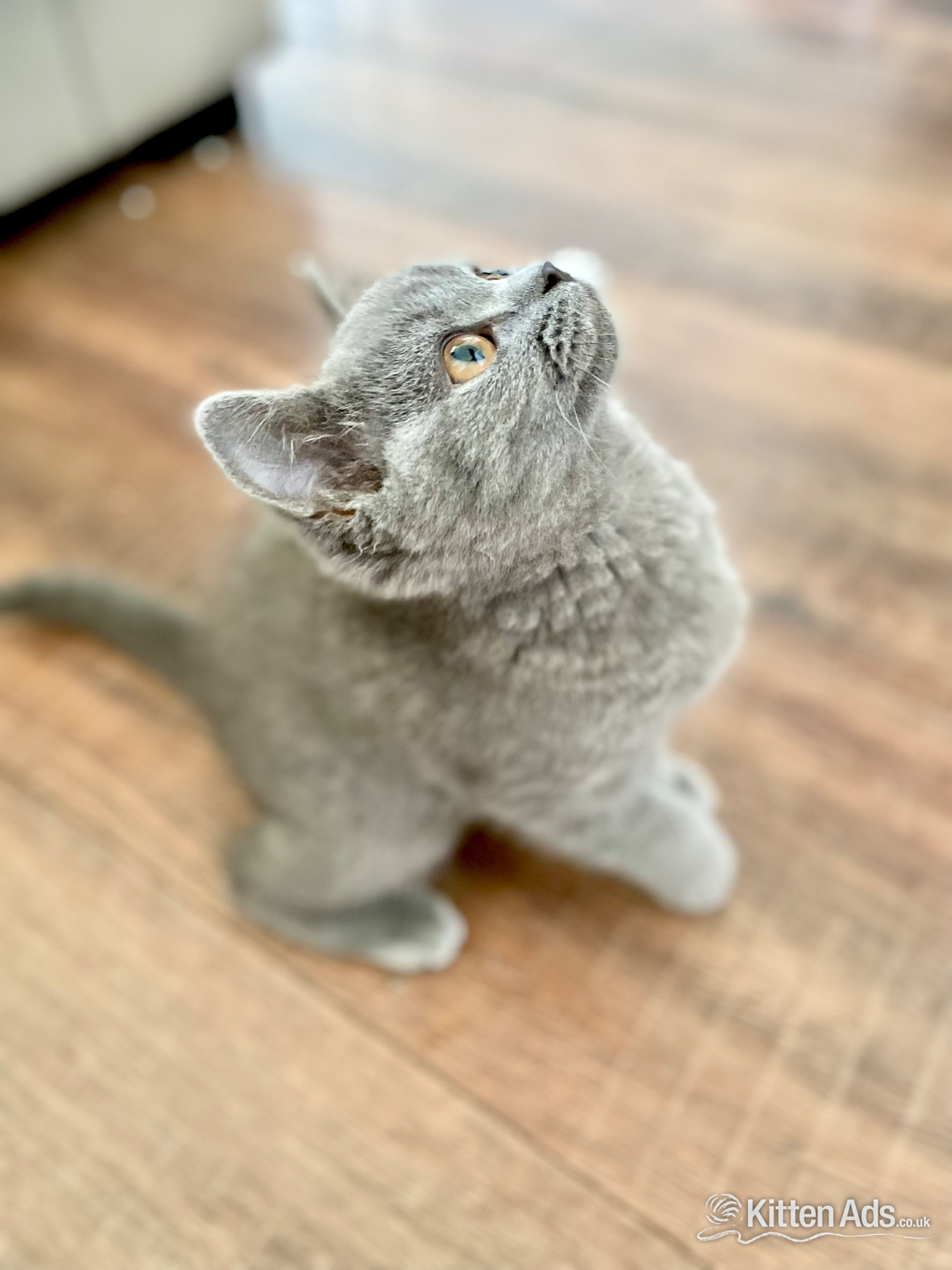Pure British shorthair and longhair kittens health tested in {LOCATION}