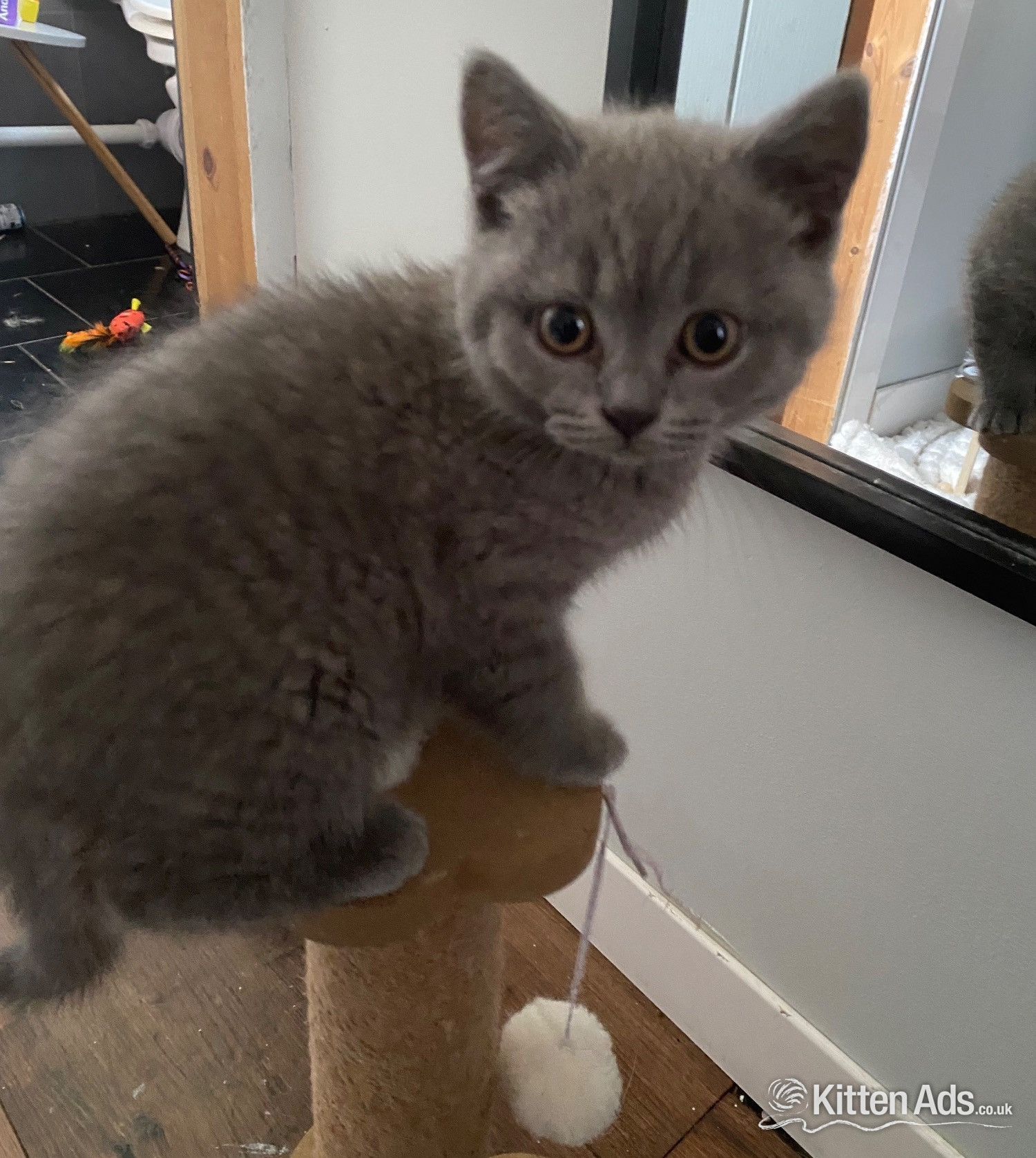  - Pure British shorthair and longhair kittens health tested