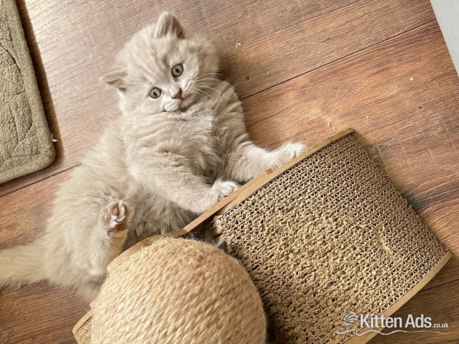Pure British shorthair and longhair kittens health tested - 