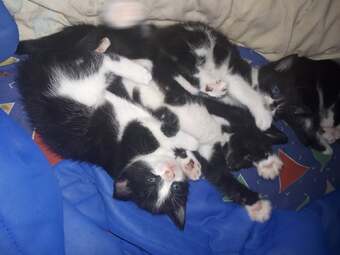 Maine coon x Felix kittens