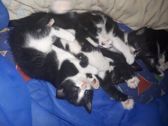 Maine coon x Felix kittens