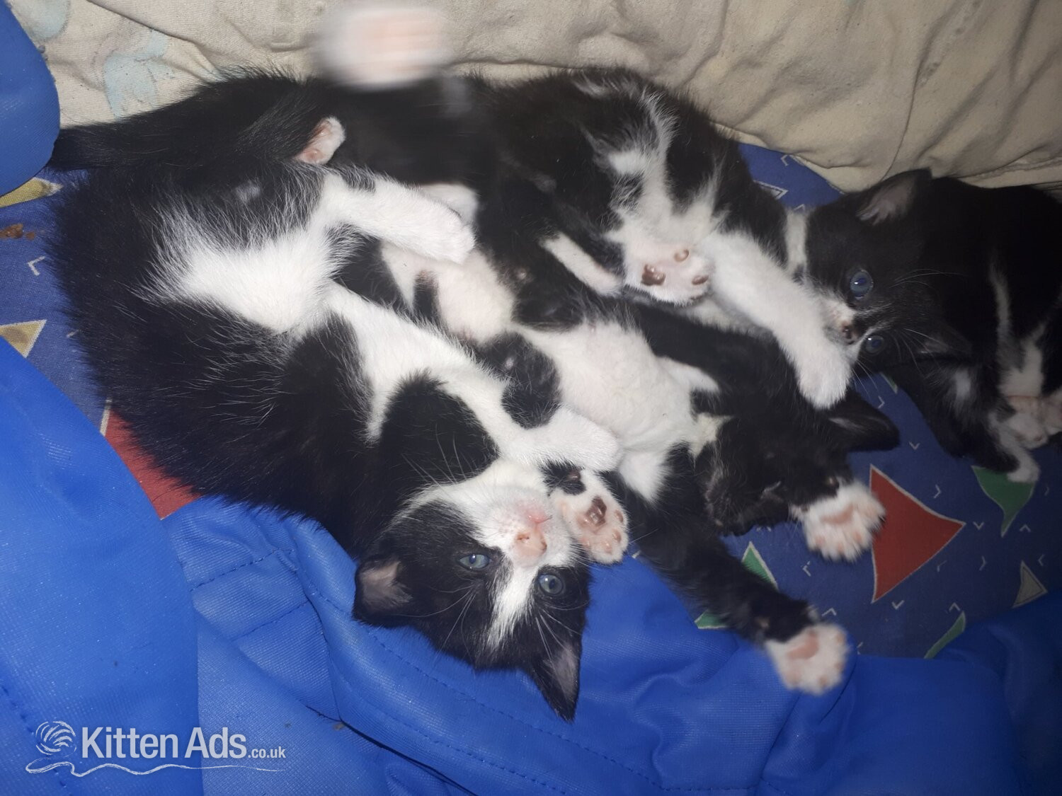 Maine coon x Felix kittens in {LOCATION}