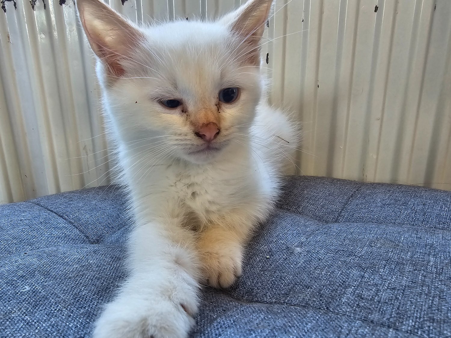 Male kitten - white  - 
