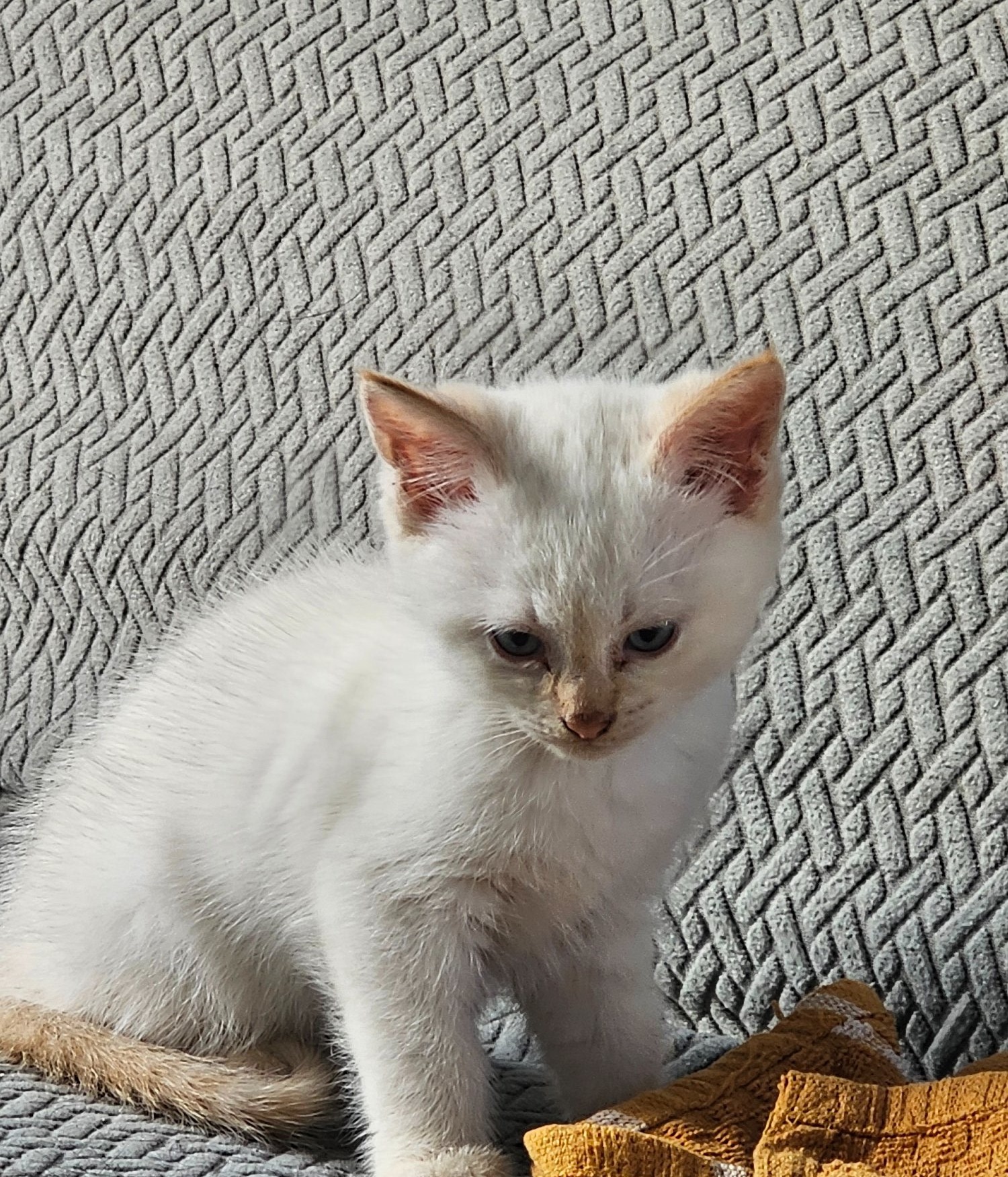 Cats and Kittens