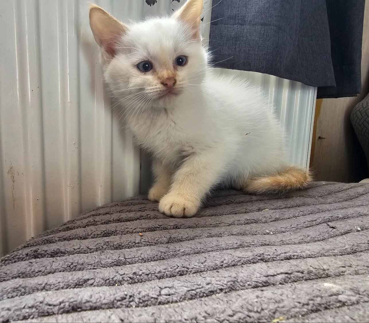  - Two boy kittens white and ginger
