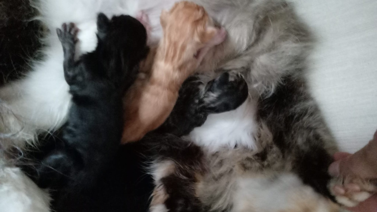 Two boy kittens white and ginger - 