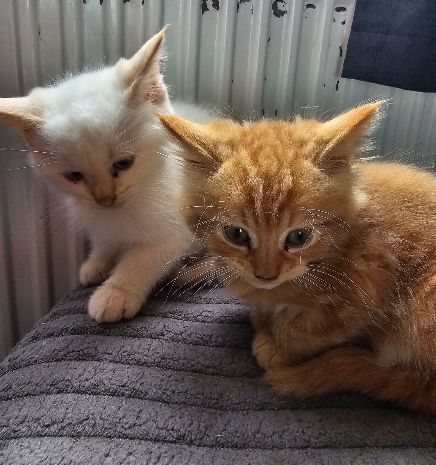  - Male kitten - white 