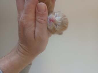 Kittens available 20th November 