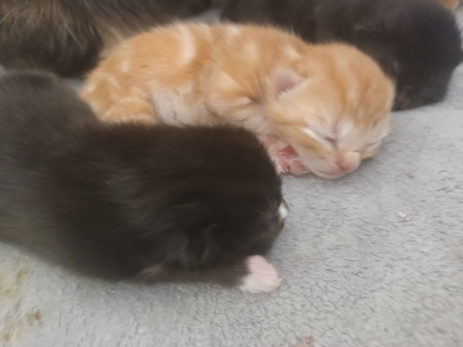 Kittens available 20th November  - 