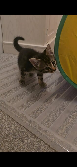 Male kitten for sale