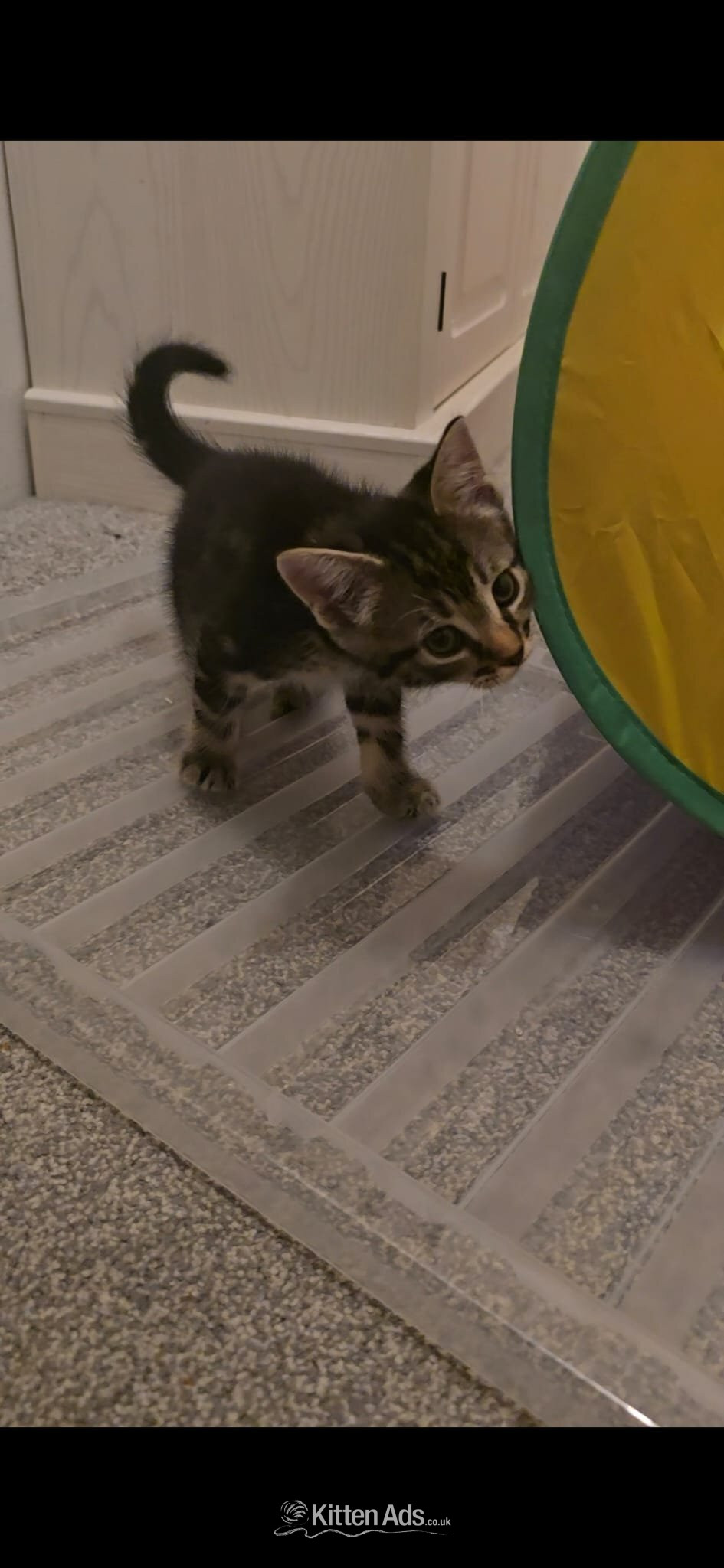 Male kitten for sale in {LOCATION}