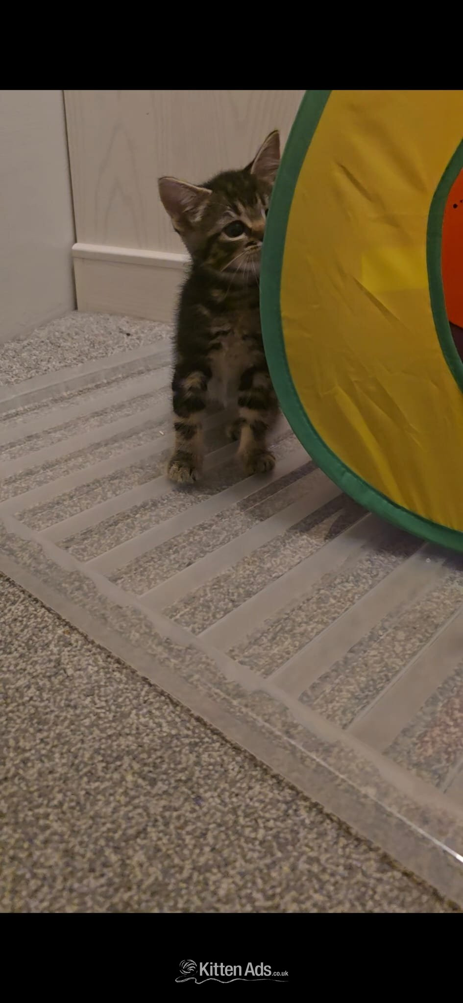 Bengal Cats and Kittens