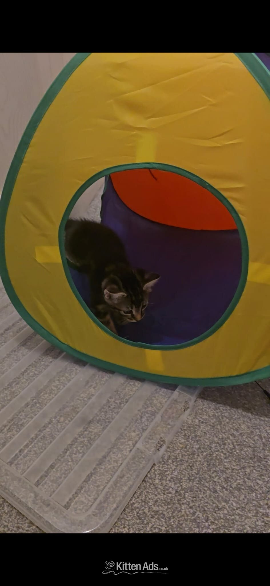  - Male kitten for sale