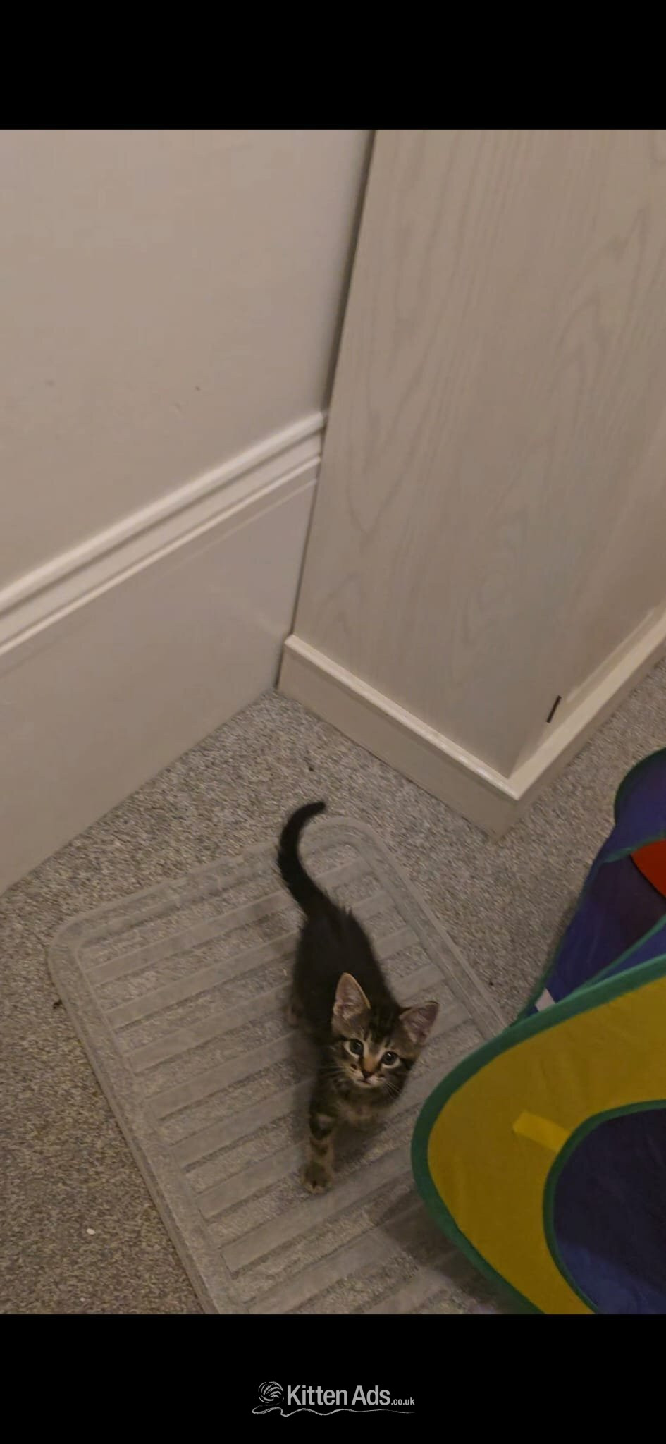 Male kitten for sale - 