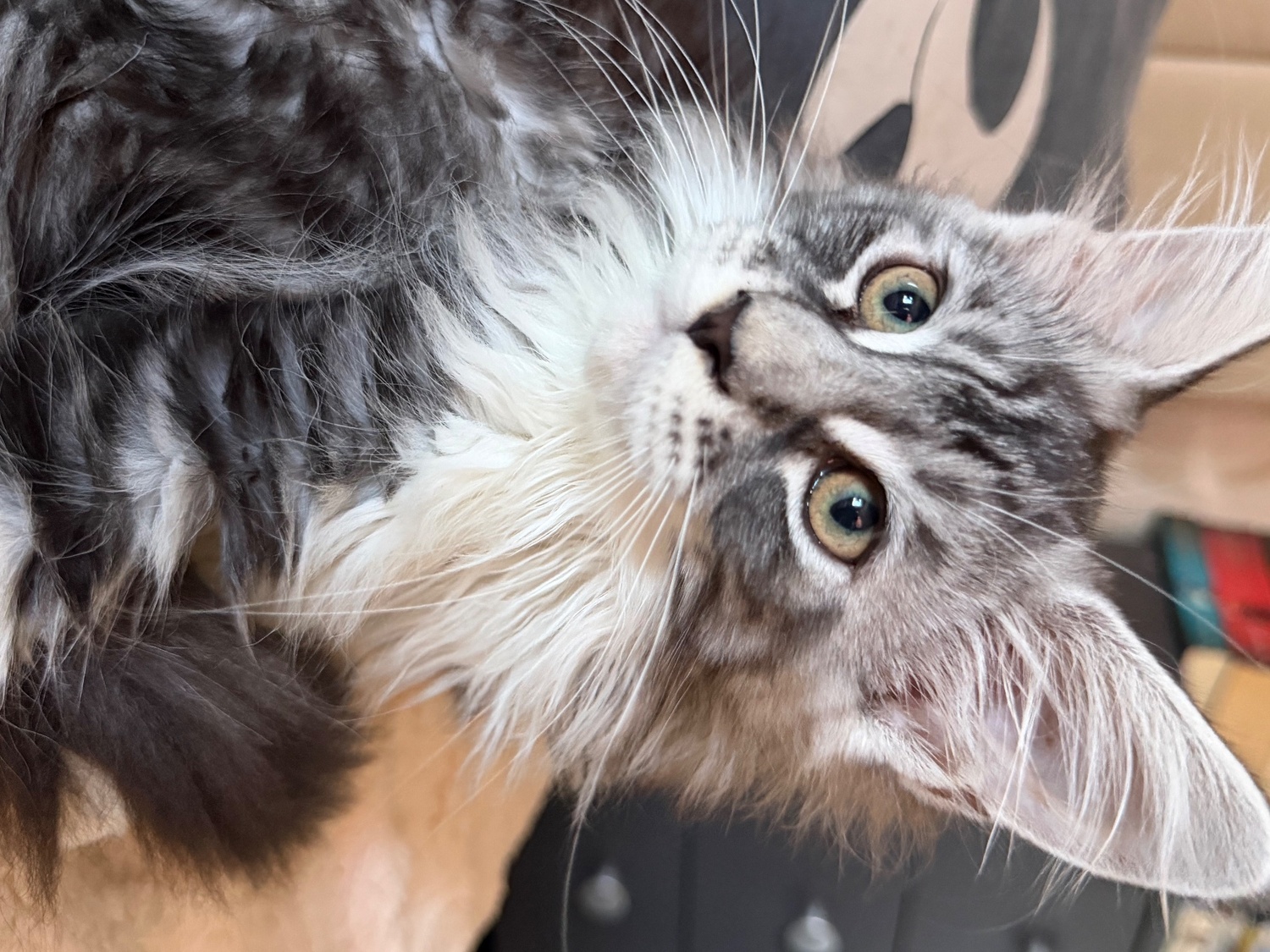  - 4 Beautiful girls looking for their forever homes
