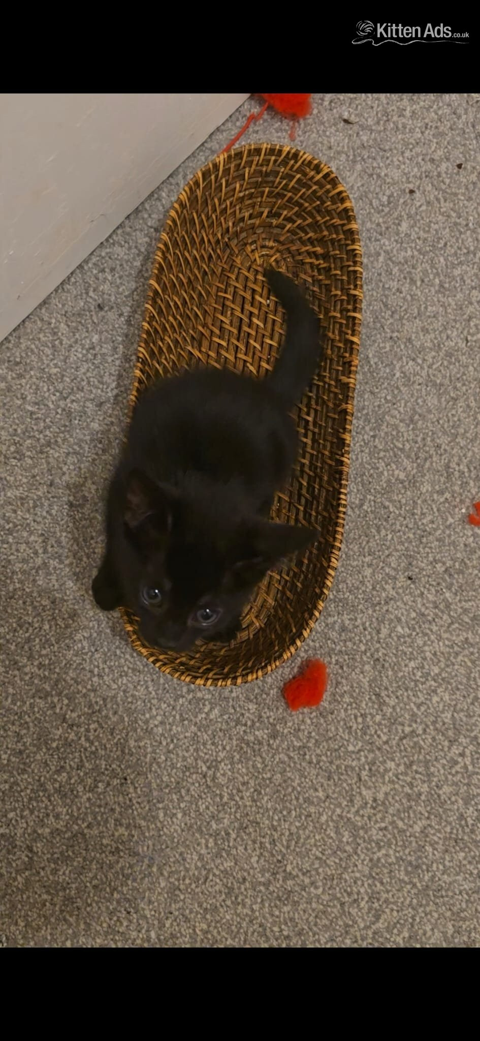 Female Bengal cross kitten in {LOCATION}