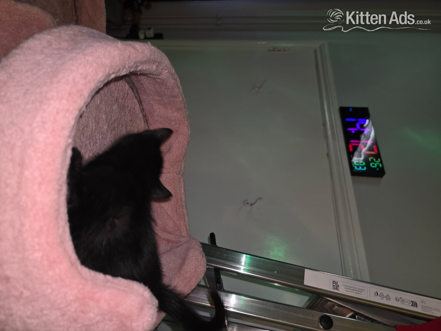  Cats and Kittens