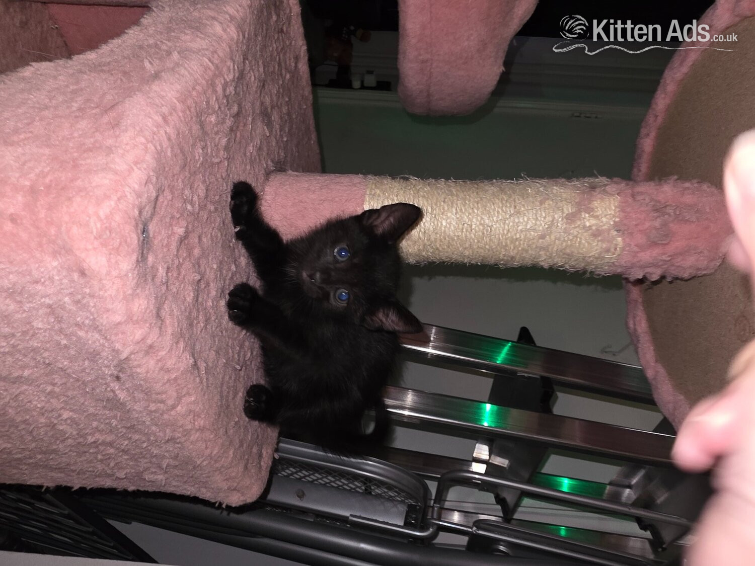  - Female Bengal cross kitten