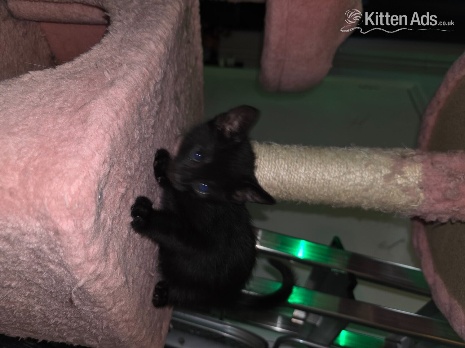 Female Bengal cross kitten - 