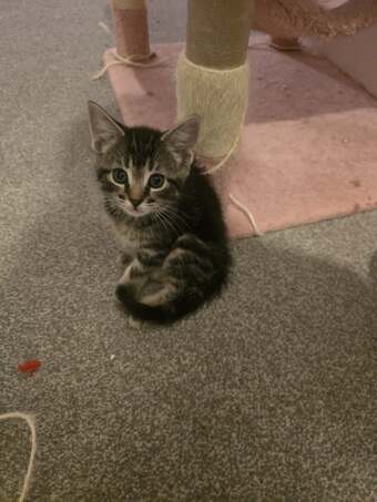 Female Bengal x kittens