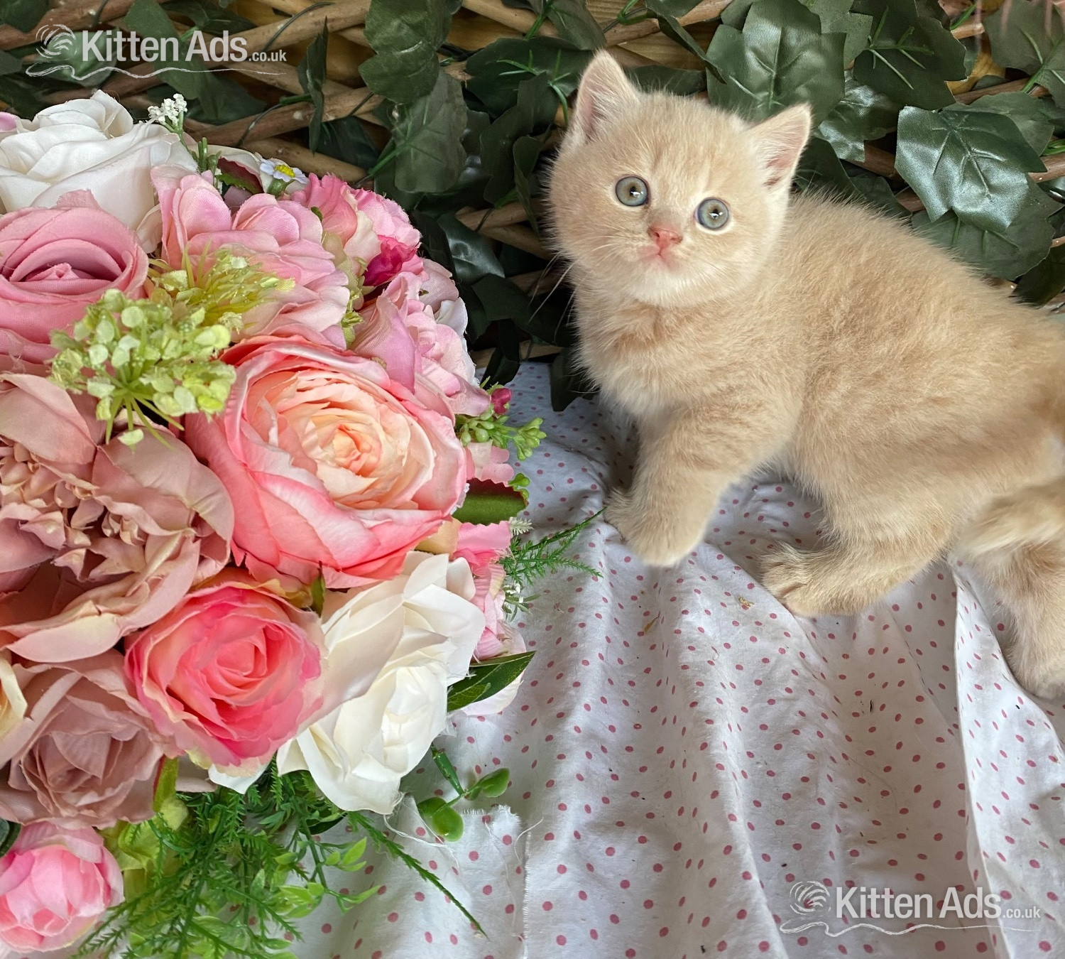  Cats and Kittens