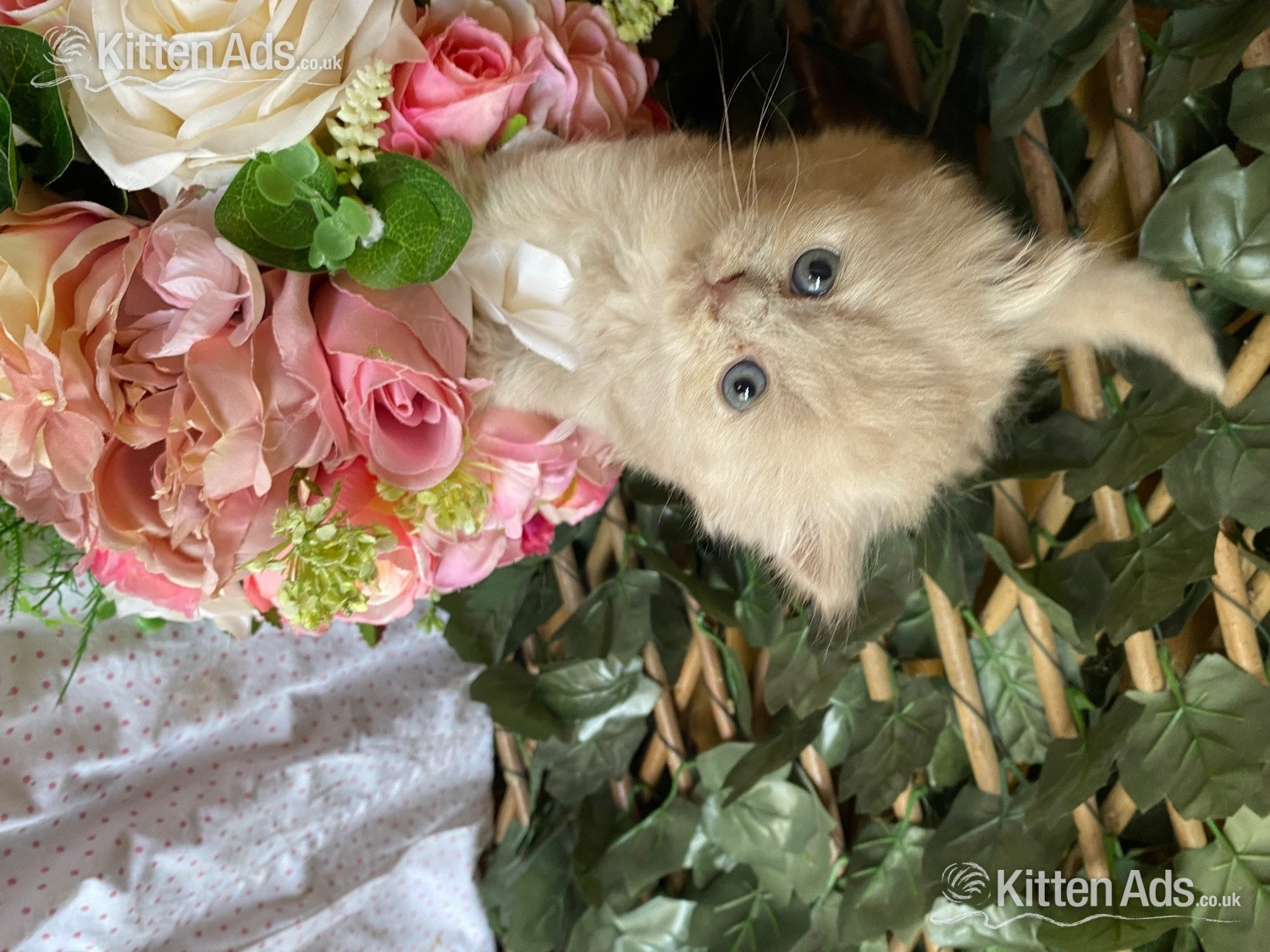  - British short and longhaired kittens 