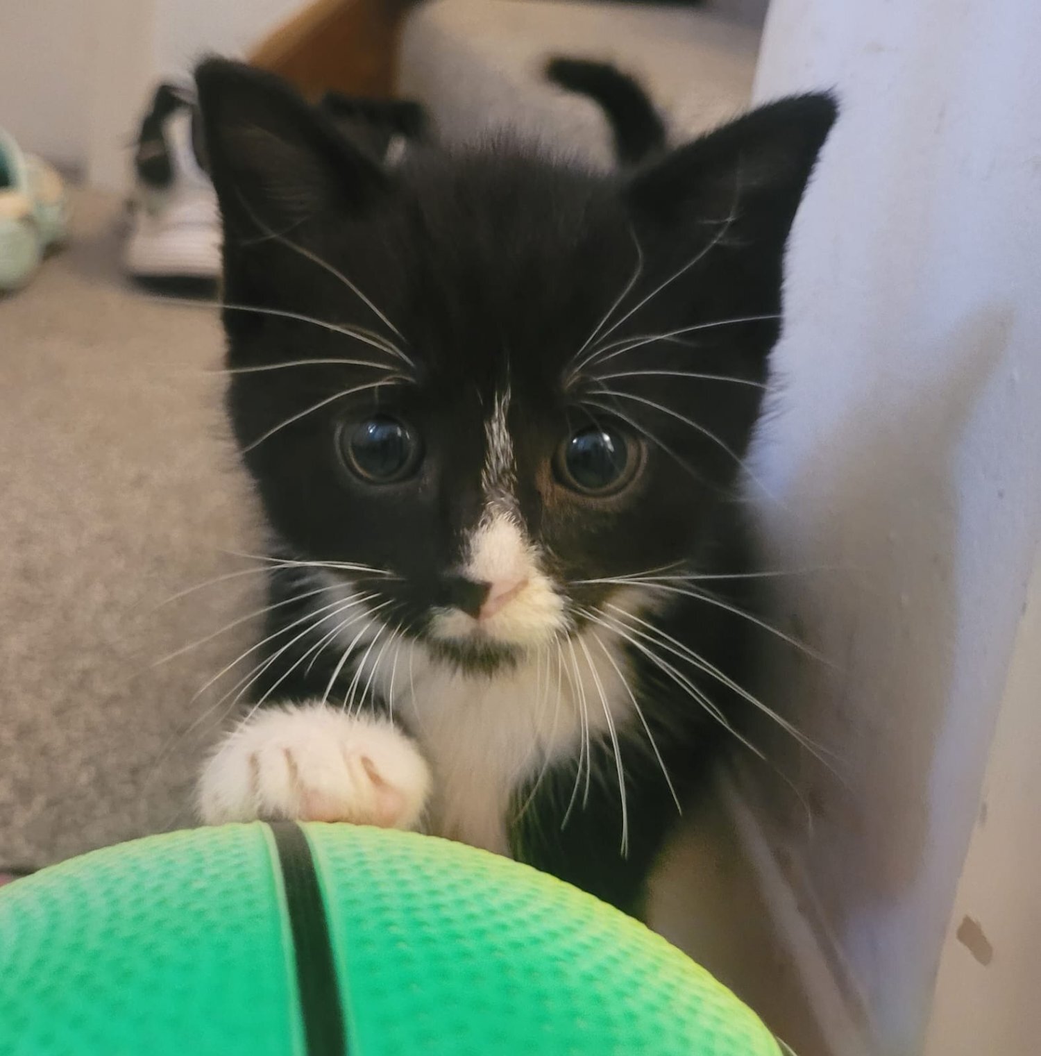  Cats and Kittens