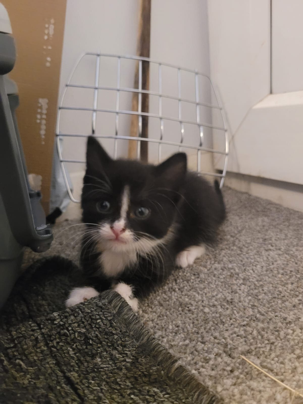  - Lovely playful kittens for sale