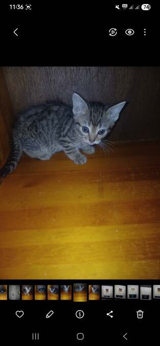 3 little kittens looking for new home- 8 week old