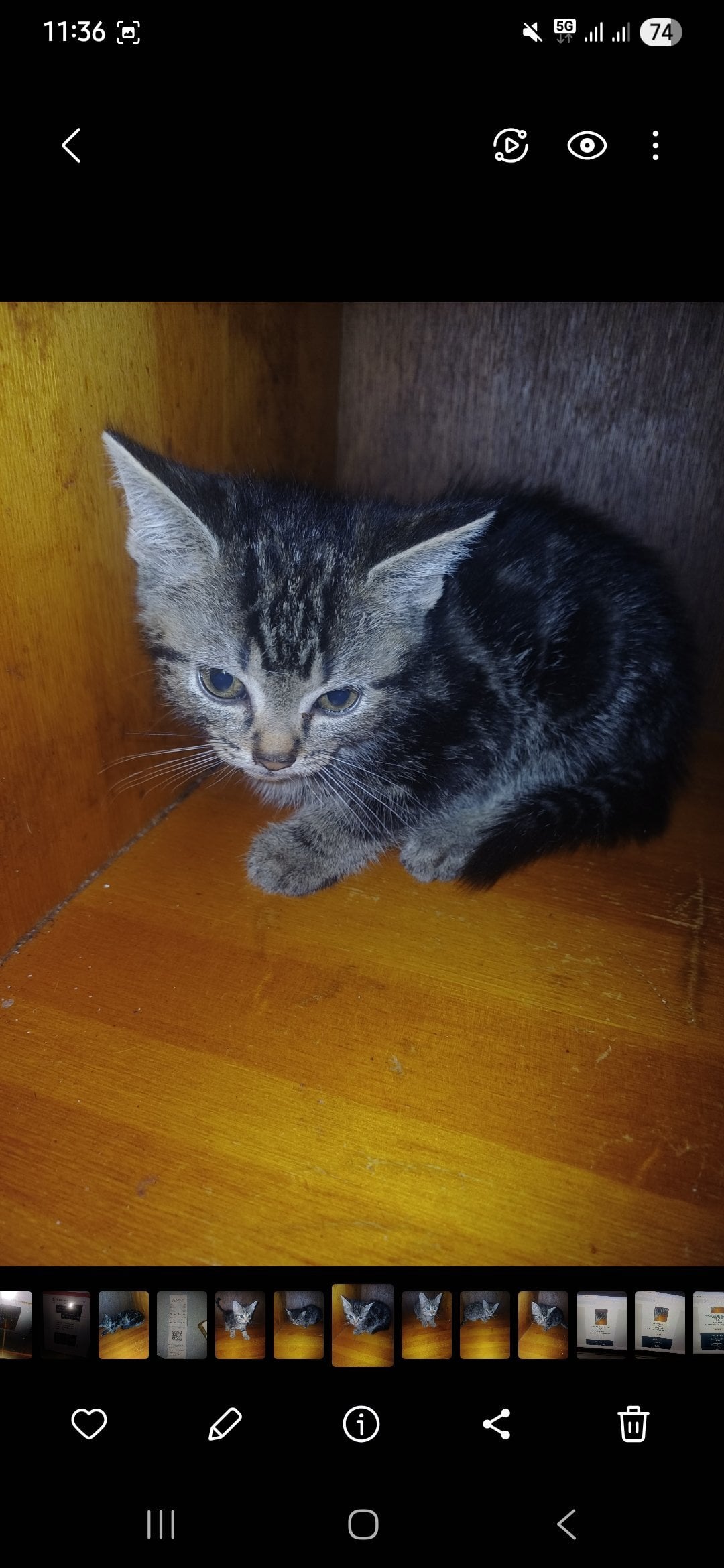  Cats and Kittens