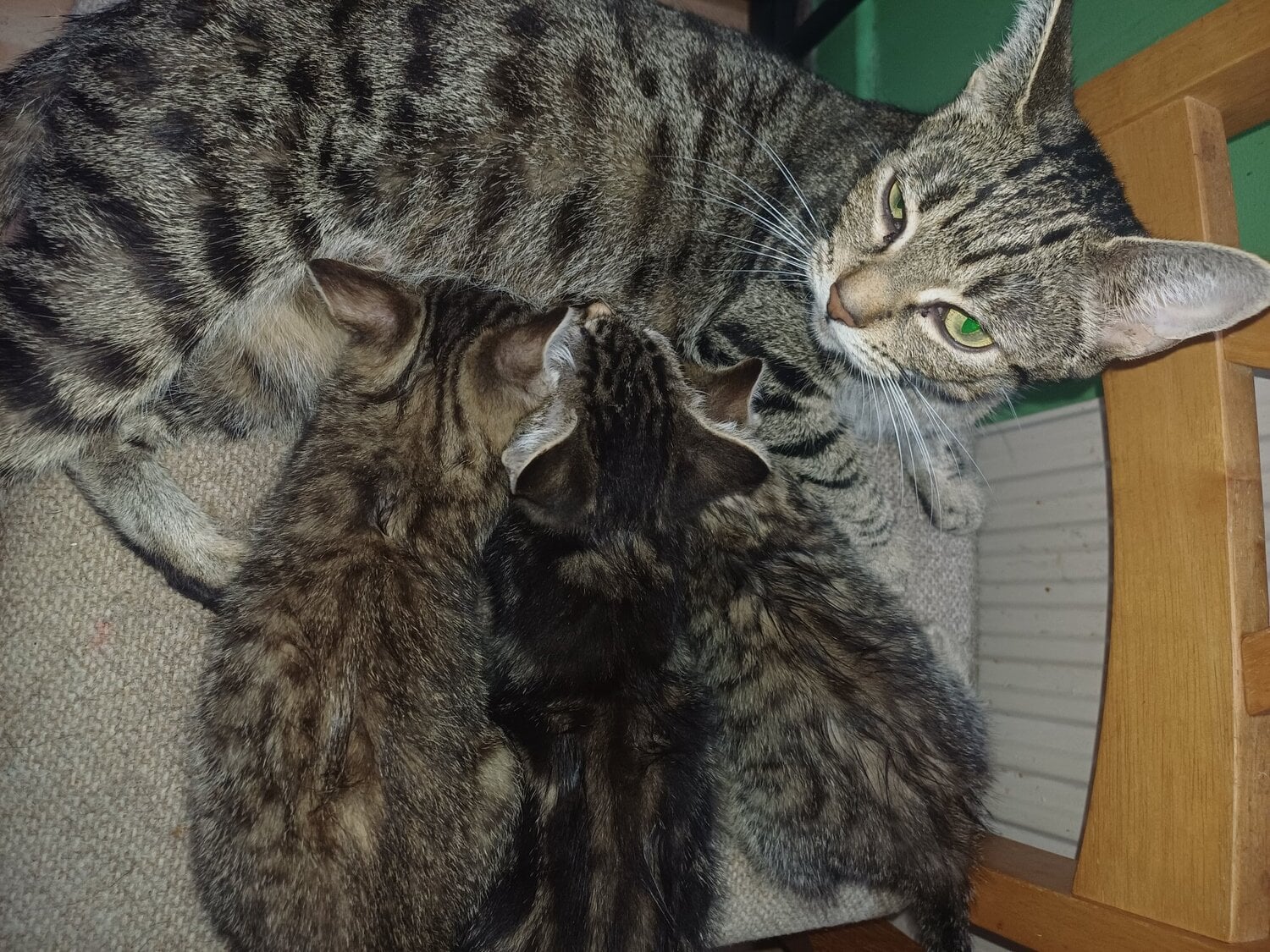  - 3 little kittens looking for new home- 8 week old